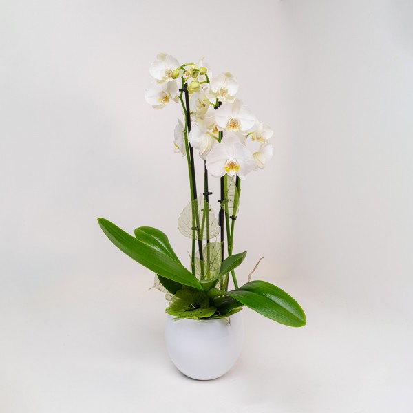 Orchidee Phalaenopsis Bianchi 3 Rami con Vaso di Ceramica 