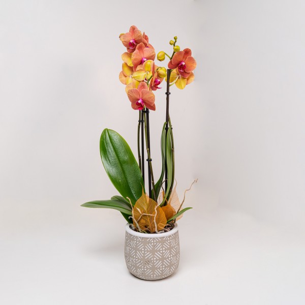 Orchidee Phalaenopsis “Giallo-Rosso” 3 Rami con Vaso di Ceramica Colorato