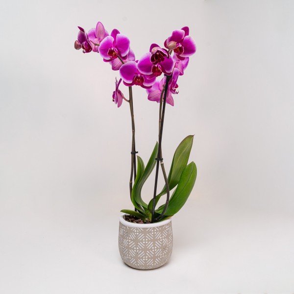 Orchidee Phalaenopsis “Viola” 3 Rami con Vaso di Ceramica Colorato