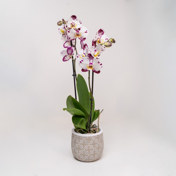 Orchidee Phalaenopsis “Viola-Bianche” 3 Rami con Vaso di Ceramica Colorato