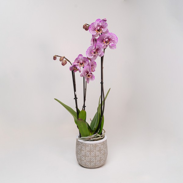 Orchidee Phalaenopsis “Viola-Pois” 3 Rami con ...