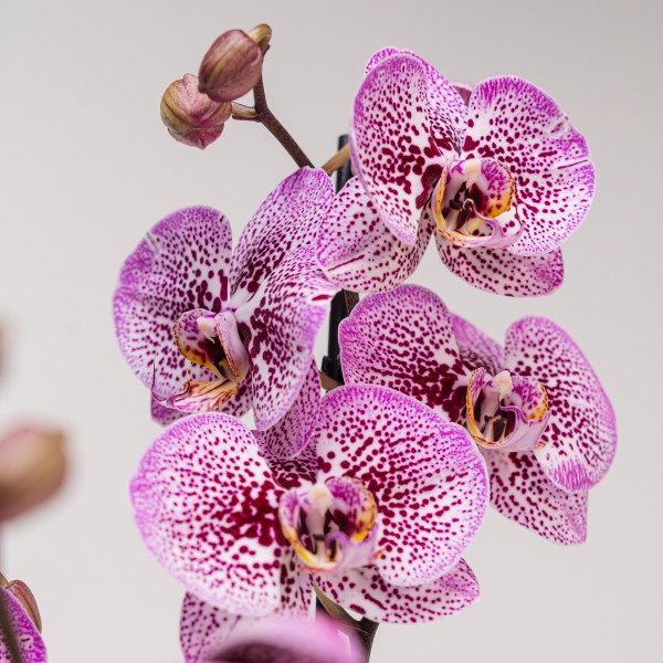 Orchidee Phalaenopsis “Viola-Pois” 3 Rami con Vaso di Ceramica Colorato