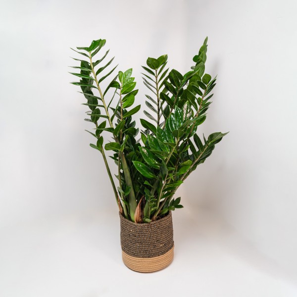 Zamioculcas Large