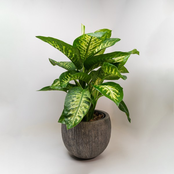 Dieffenbachia