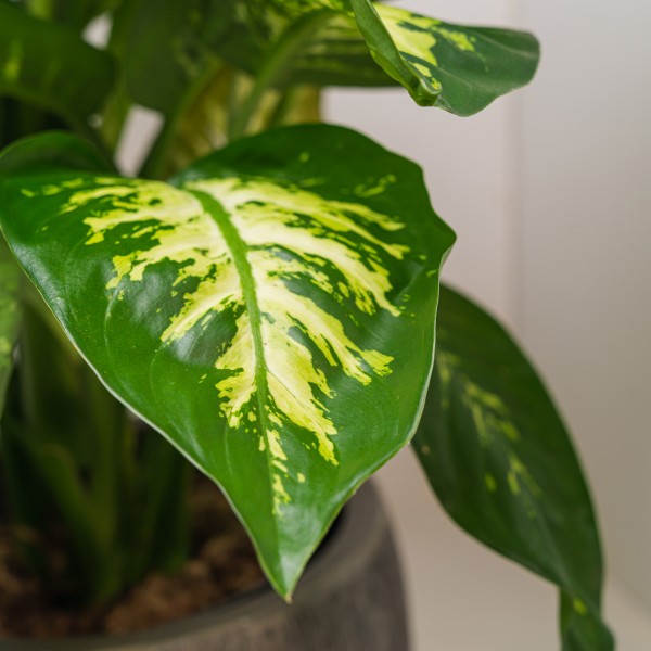 Dieffenbachia