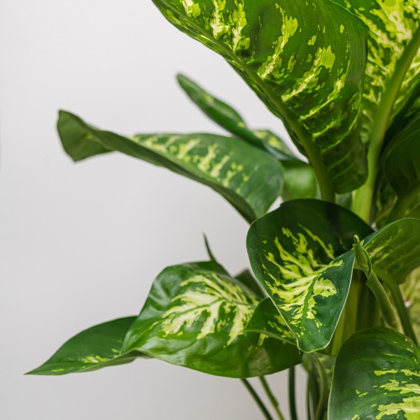 Dieffenbachia